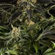 Насіння коноплі Dinafem White Siberian feminised