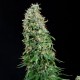 Насіння коноплі Dinafem White Siberian feminised