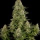 Насіння коноплі Dinafem White Widow feminised