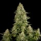 Насіння коноплі Dinafem White Widow feminised