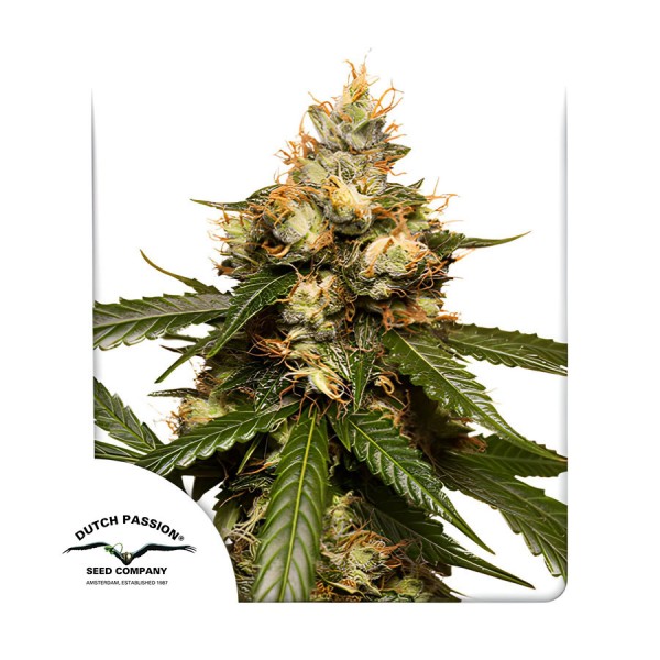 Семена марихуаны THC-Victory autofem. Dutch Passion