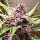 Насіння марихуани Blackberry Kush autofem. Dutch Passion