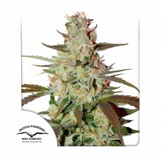 Blue Mazar auto feminised (Dutch Passion)