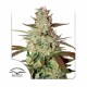 Насіння марихуани Blue Mazar autofem. Dutch Passion