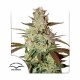 Семена марихуаны Blueberry autofem. Dutch Passion
