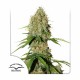 Насіння марихуани Brooklyn Sunrise autofem. Dutch Passion