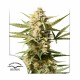 Насіння марихуани Cinderella Jack autofem. Dutch Passion