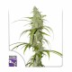 Насіння марихуани Creeper autofem. Dutch Passion