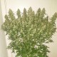 Насіння марихуани Creeper autofem. Dutch Passion