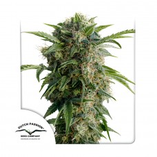 Daiquiri Lime auto feminised (Dutch Passion)
