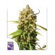 Насіння марихуани Elephant autofem. Dutch Passion