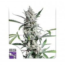 Fat Petes Cookies Auto auto feminised (Dutch Passion)