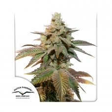 Kerosene Krash auto feminised (Dutch Passion)