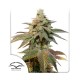 Насіння марихуани Kerosene Krash autofem. Dutch Passion