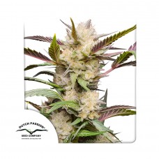 Mimosa Punch auto feminised (Dutch Passion)