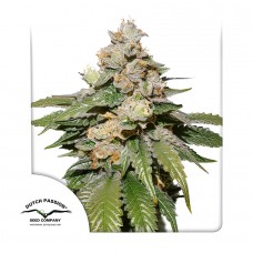 Mokums Tulip auto feminised (Dutch Passion)