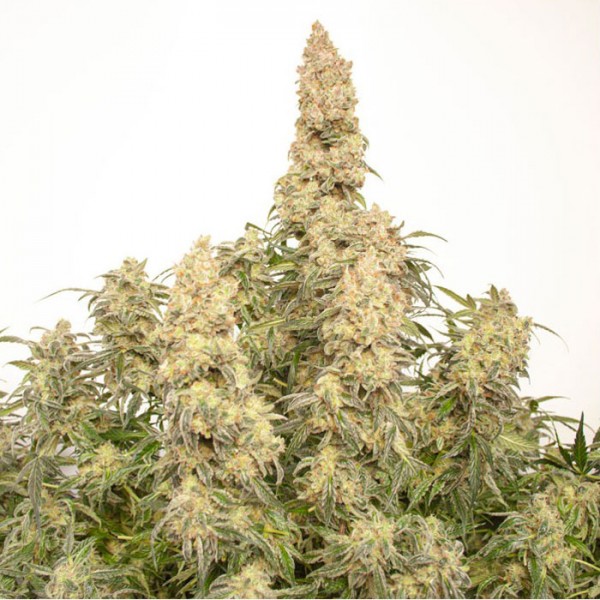 Насіння марихуани Orange Bud autofem. Dutch Passion