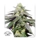 Насіння марихуани Skywalker Haze autofem. Dutch Passion