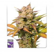 Sweet Bourbon Kush auto feminised (Dutch Passion)