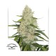 Насіння марихуани Think Big autofem. Dutch Passion