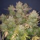 Насіння марихуани Think Big autofem. Dutch Passion