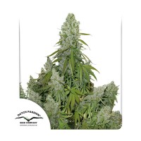 Ultimate auto feminised (Dutch Passion)