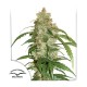 Семена марихуаны CBD White Widow autofem. Dutch Passion