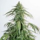 Семена марихуаны CBD White Widow autofem. Dutch Passion