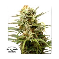 White Widow auto feminised (Dutch Passion)