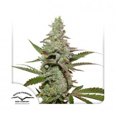 Amsterdam Amnesia feminised (Dutch Passion)