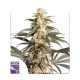 Семена марихуаны Black Lebanon fem. Dutch Passion