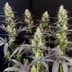 Семена марихуаны Black Lebanon fem. Dutch Passion