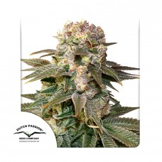 C-Vibez feminised (Dutch Passion)