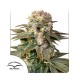 Семена марихуаны C-Vibez fem. Dutch Passion