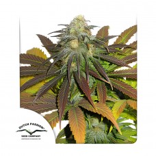 Californian Orange feminised (Dutch Passion)