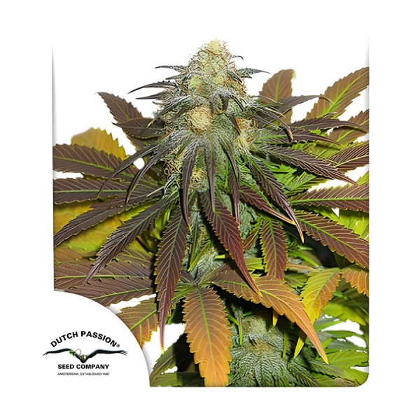 Семена марихуаны Californian Orange fem. Dutch Passion
