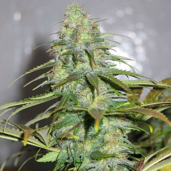 Семена марихуаны Californian Orange fem. Dutch Passion