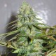Семена марихуаны Californian Orange fem. Dutch Passion