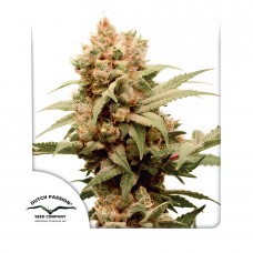 CBG-Force feminised (Dutch Passion)