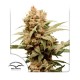 Насіння марихуани CBG-Force fem. Dutch Passion