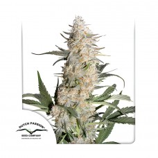 Critical Orange Punch feminised (Dutch Passion)