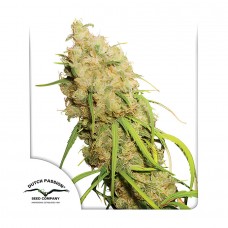 Desfran feminised (Dutch Passion)