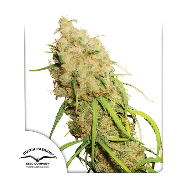 Насіння марихуани Desfran fem. Dutch Passion