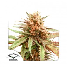 Durban Dew feminised (Dutch Passion)