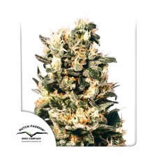 Euforia feminised (Dutch Passion)