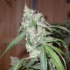 Насіння марихуани Euforia fem. Dutch Passion