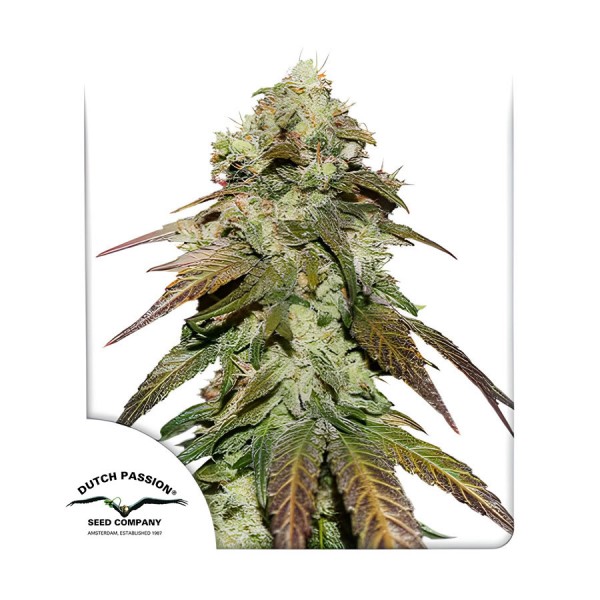 Семена марихуаны CBD Mazar fem. Dutch Passion