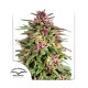 Семена марихуаны Frisian Dew fem. Dutch Passion