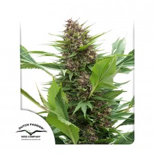 Frisian Duck feminised (Dutch Passion)