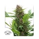 Семена марихуаны Frisian Duck fem. Dutch Passion